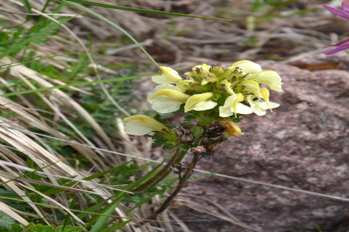 Platzer Alm 22.06.2023